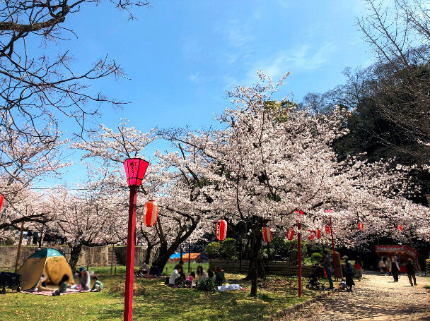 sakura_landscape5