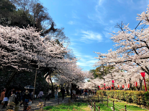 sakura_landscape6