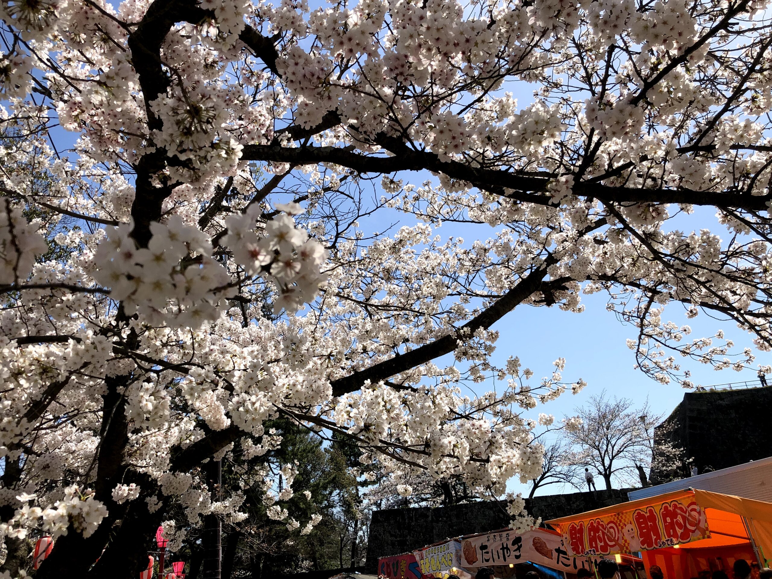 sakura_landscape4