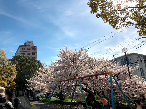 sakura_landscape3